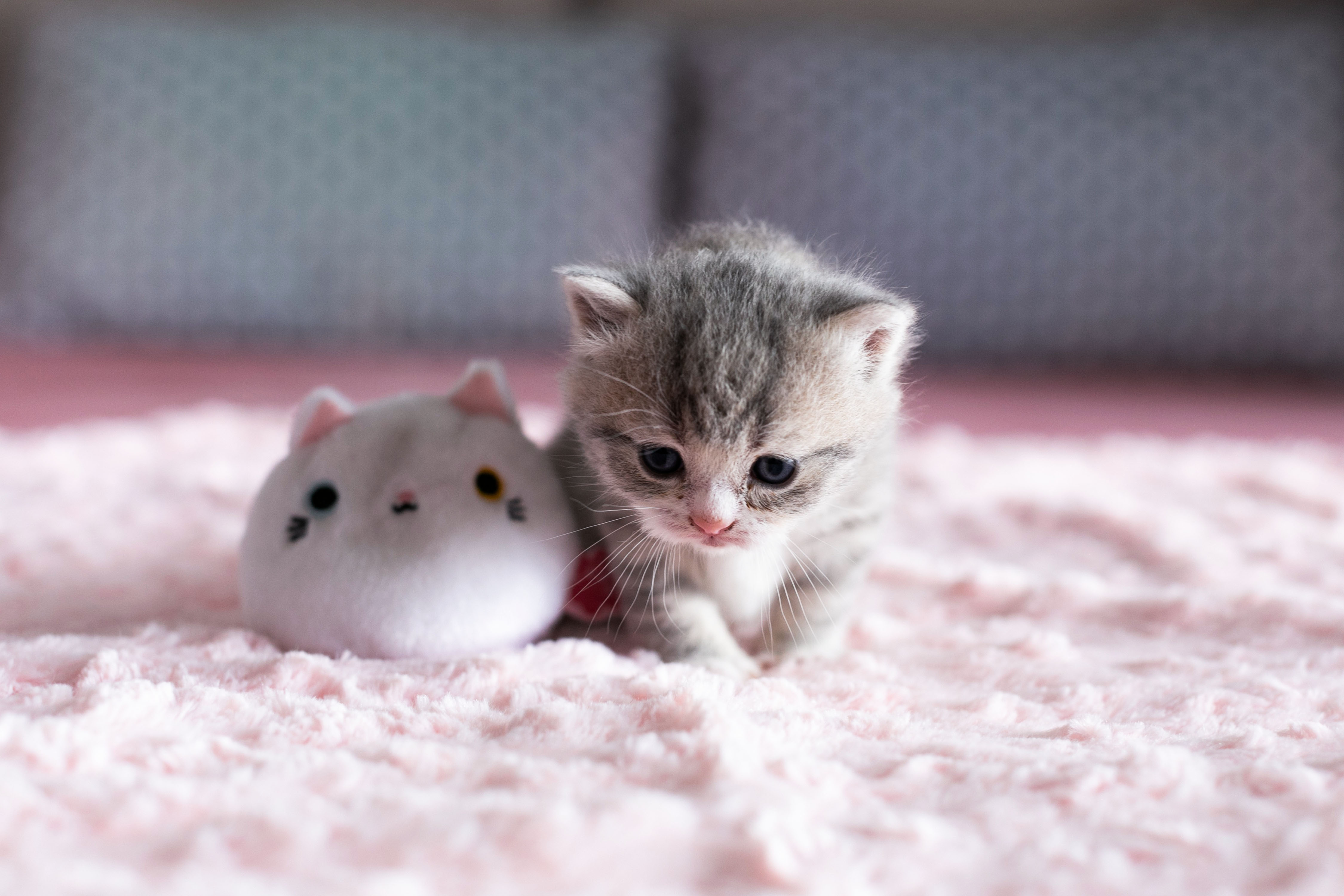 Кошки маленькие милые