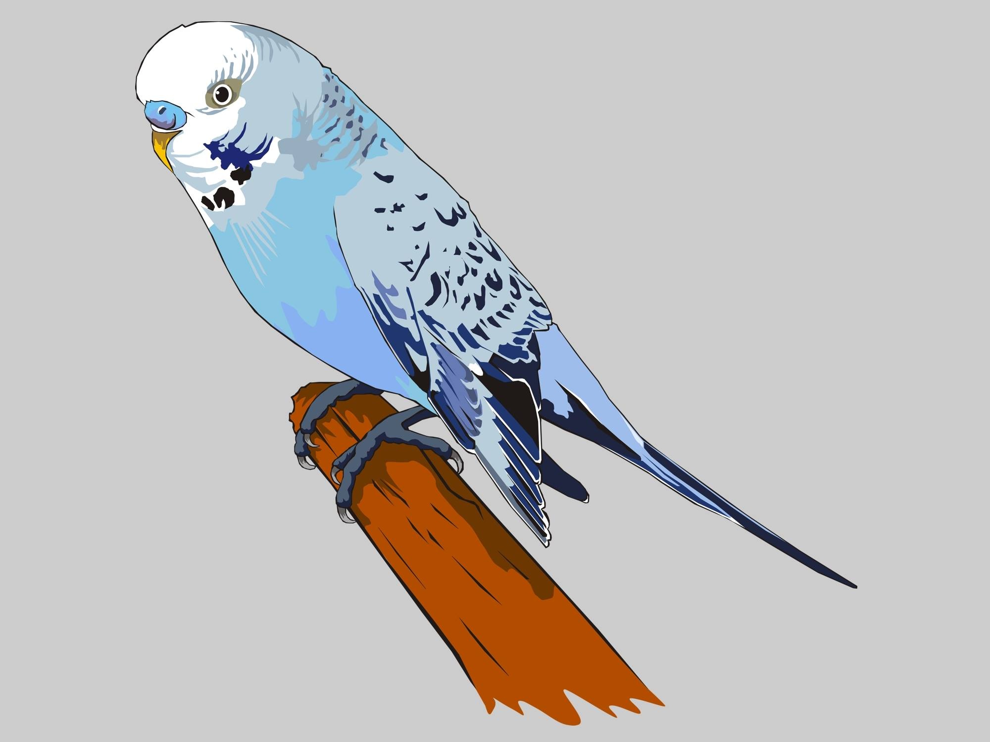 Голубой волнистый попугай рисунок