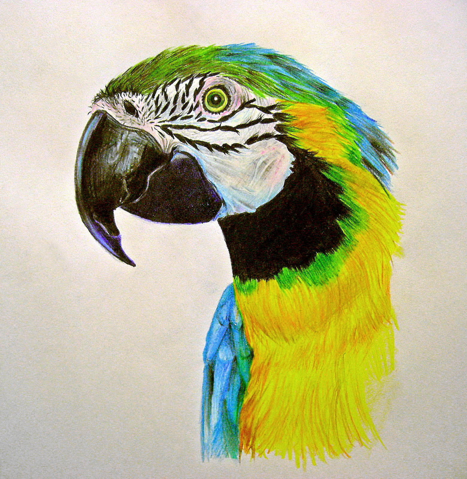 Разрисованный попугай