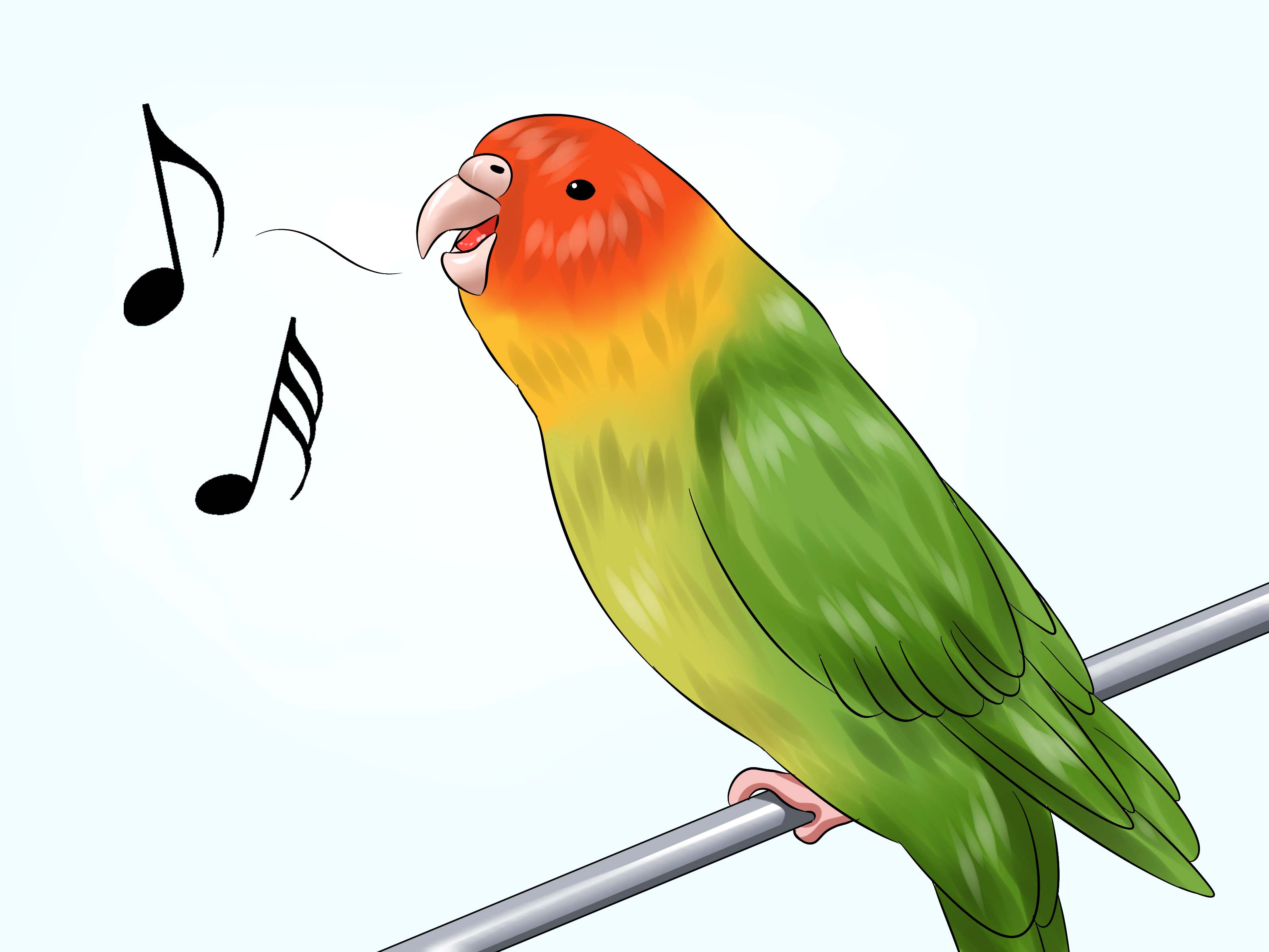 Попугайчики волнистики поют