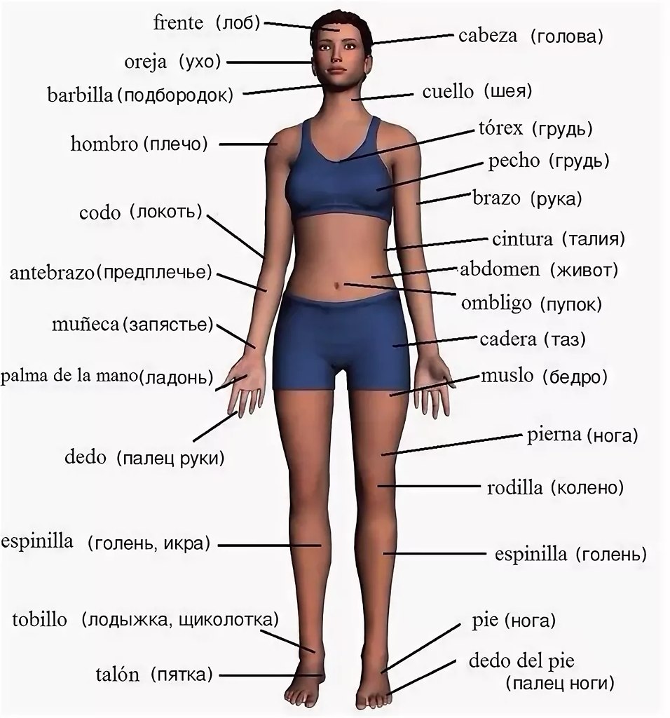 Анатомия человека название частей тела наружных