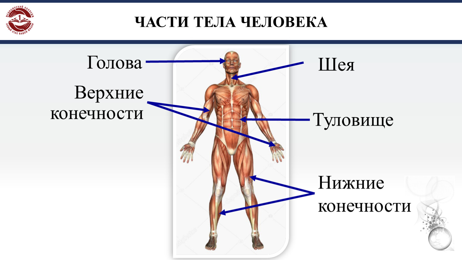 Части тела человека схема с названиями