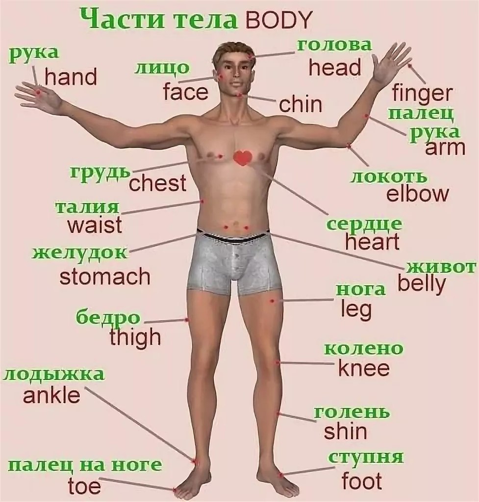 Тело человека на английском
