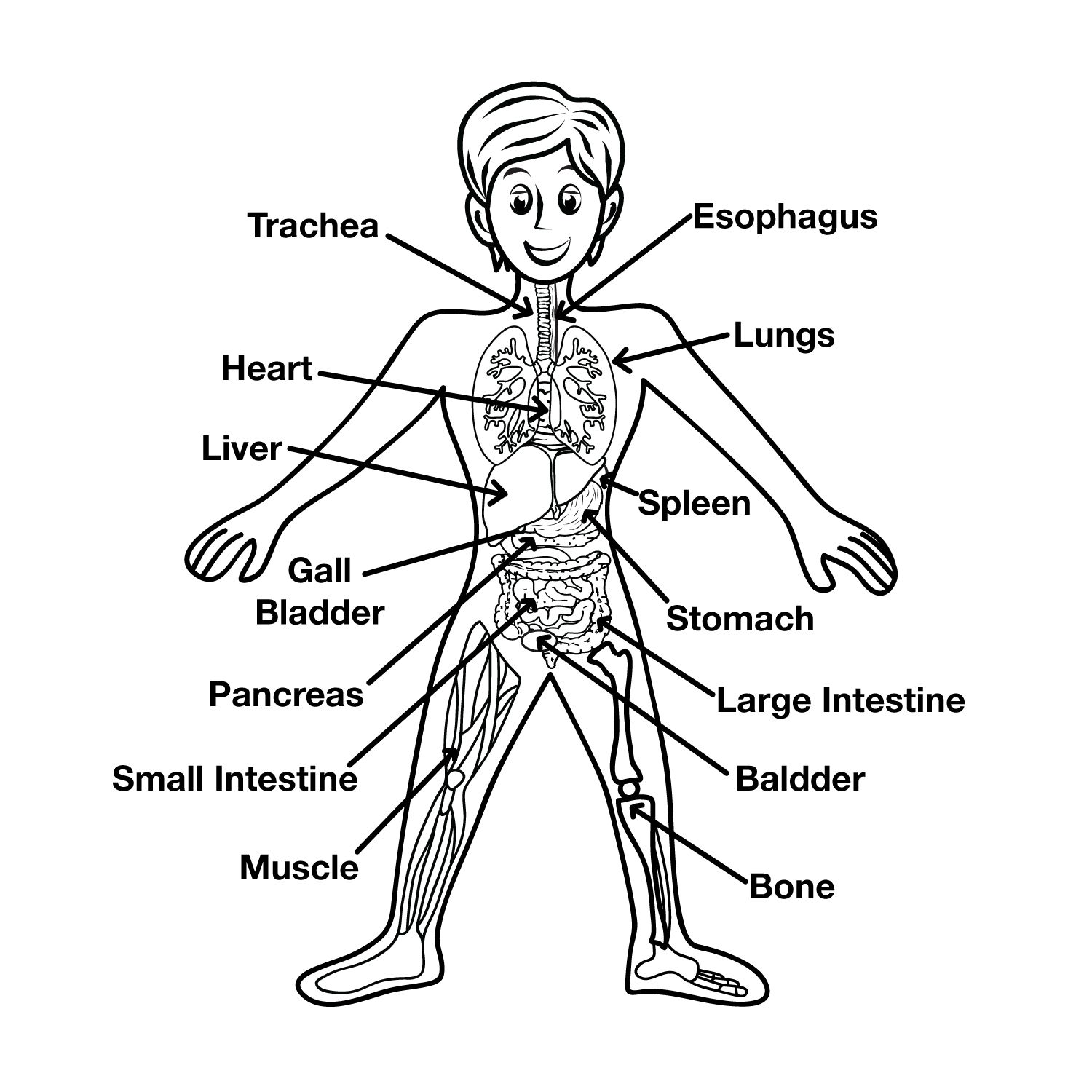 Схема тела человека для детей