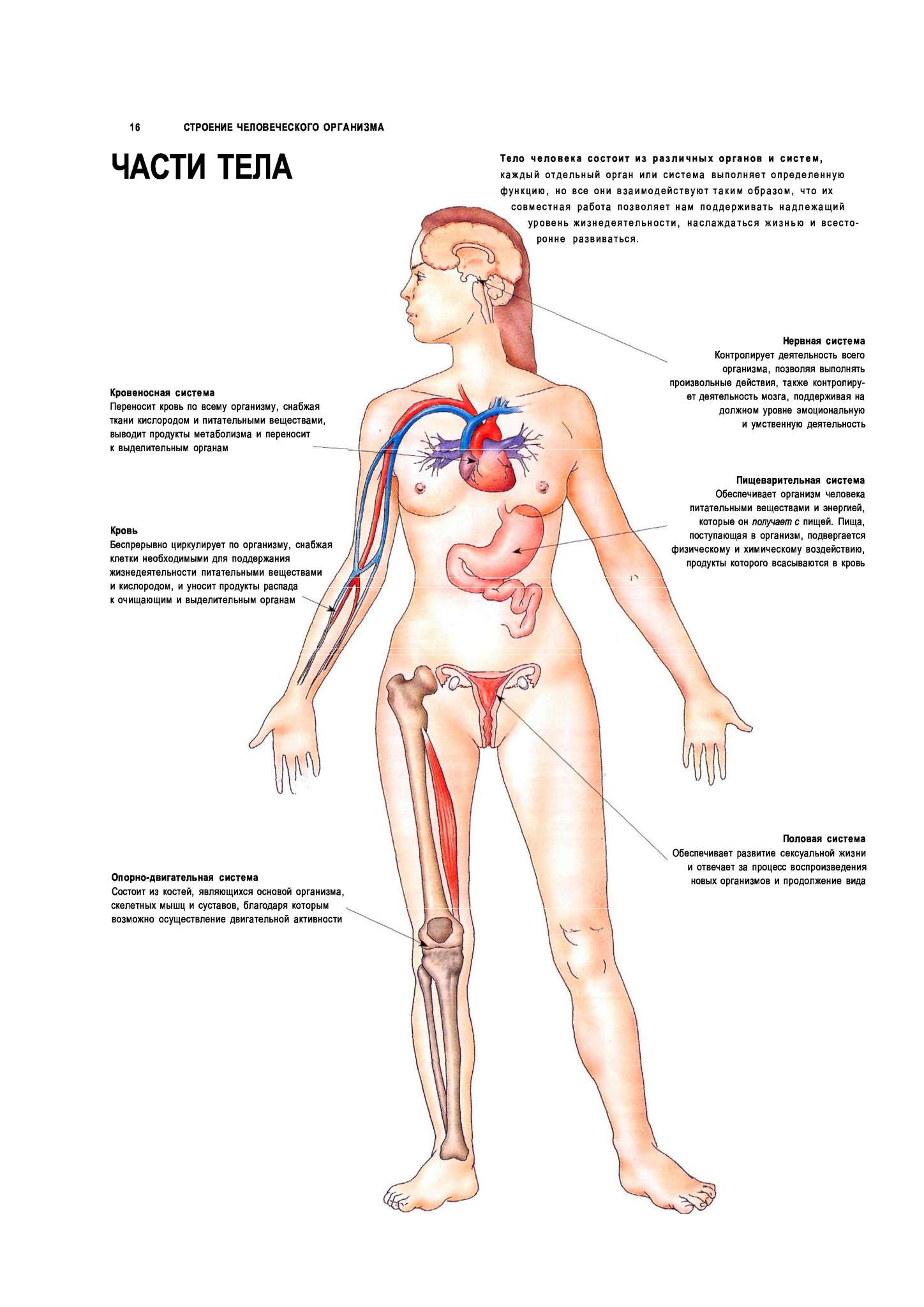 Анатомия человека с наружы