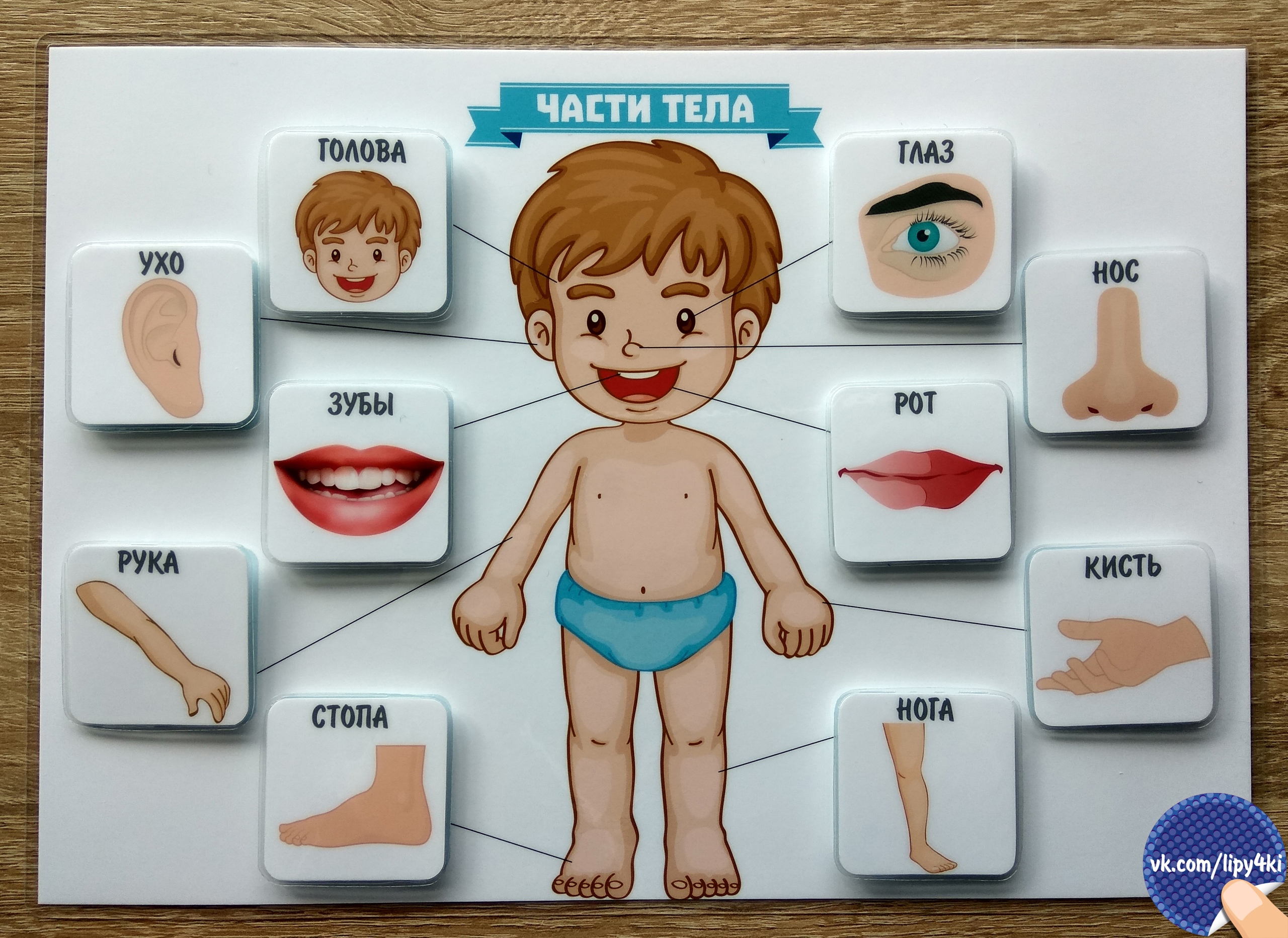Карточки части тела для дошкольников