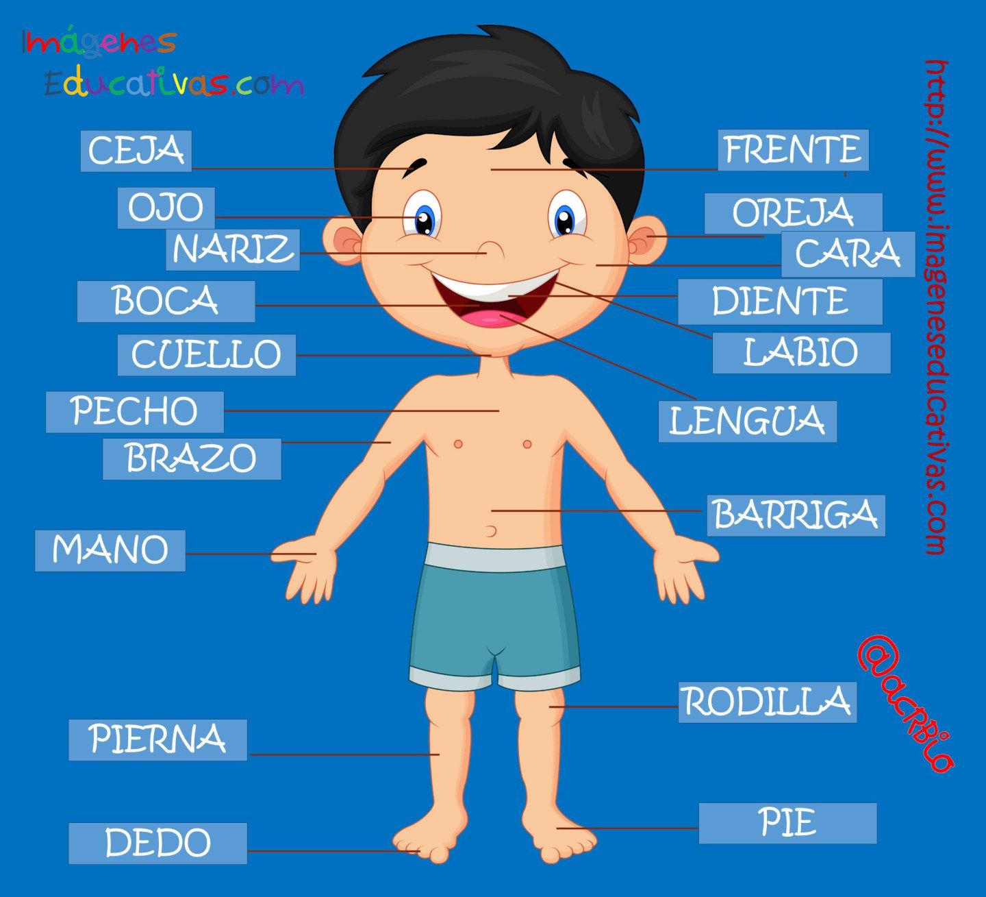 Части тела на испанском для детей