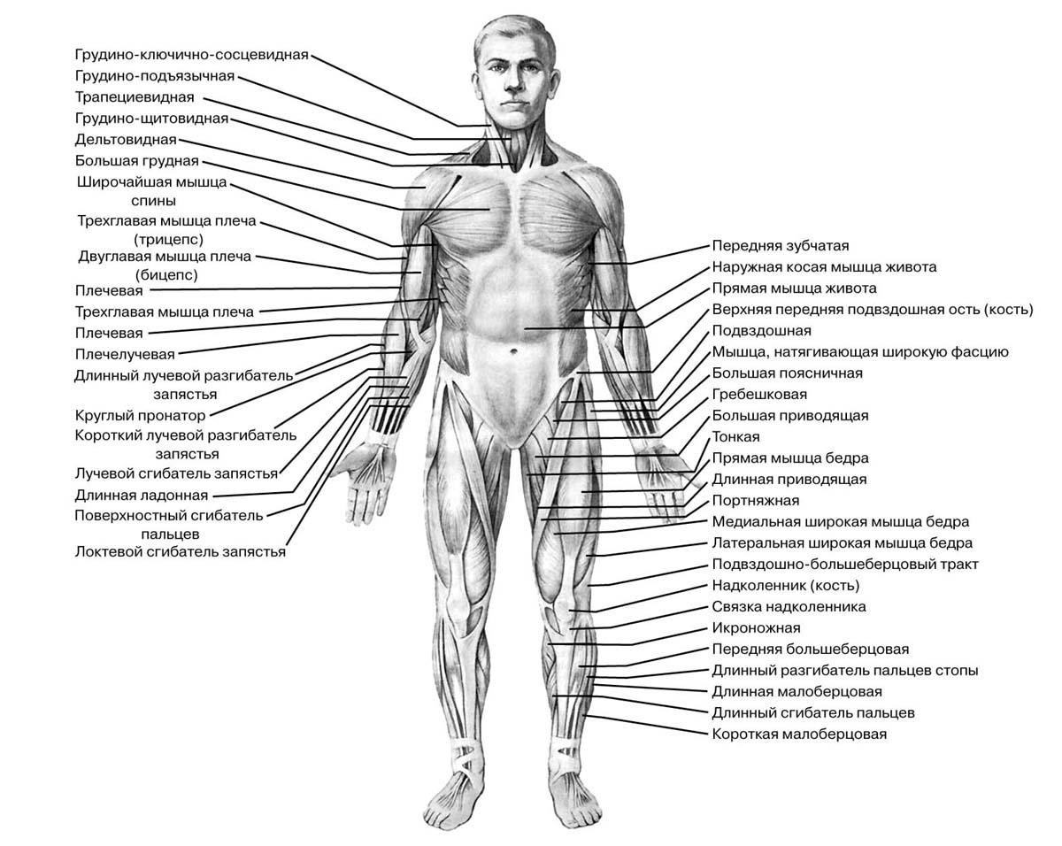 Анатомическая схема мышц человека