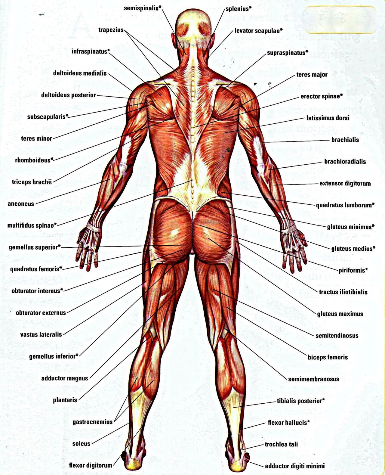Анатомия мышц человека вид спереди и сзади