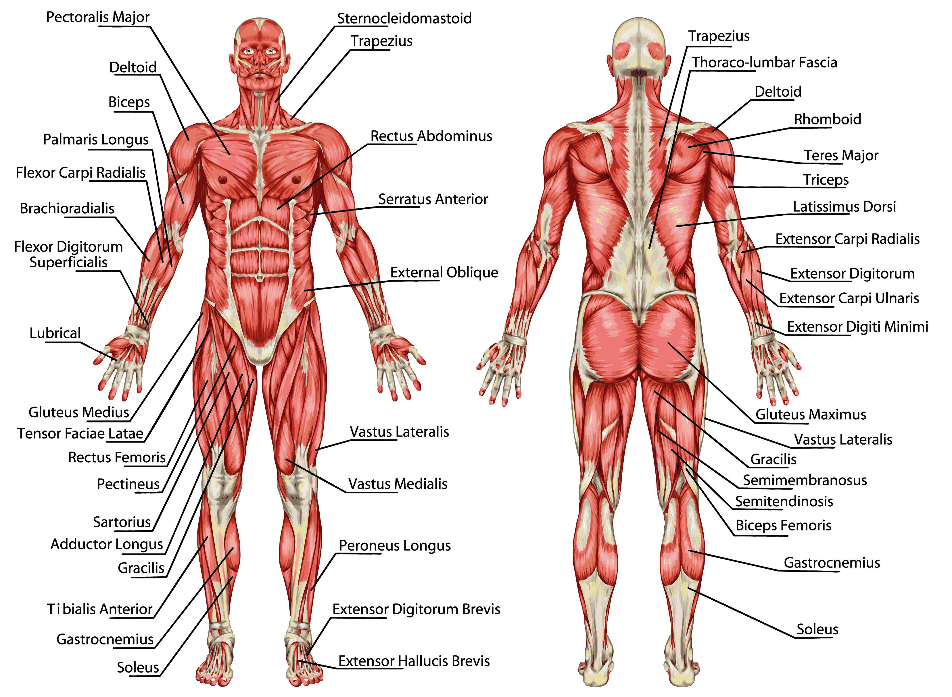 Строение скелета и мышц человека с названиями