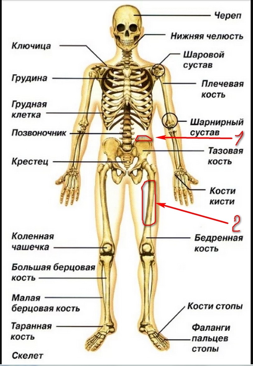 Кости скелета схема