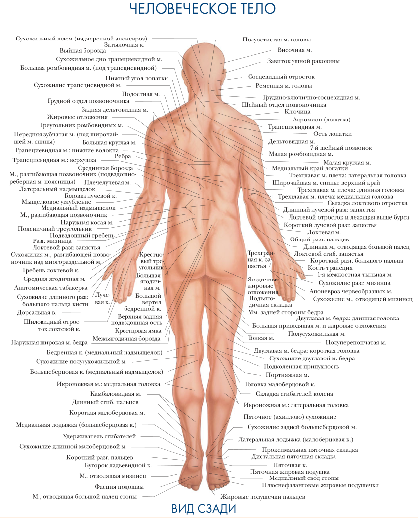 Анатомические названия частей тела человека