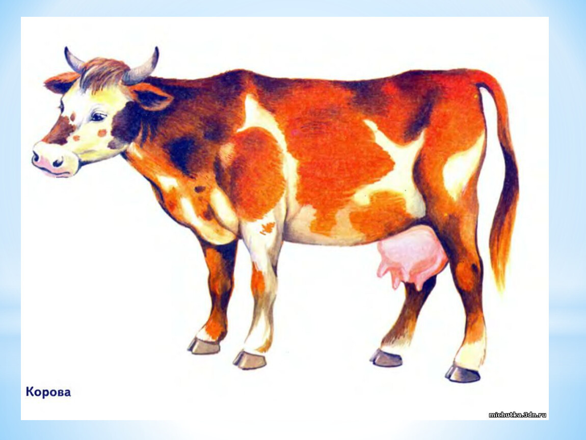 Домашние животные корова