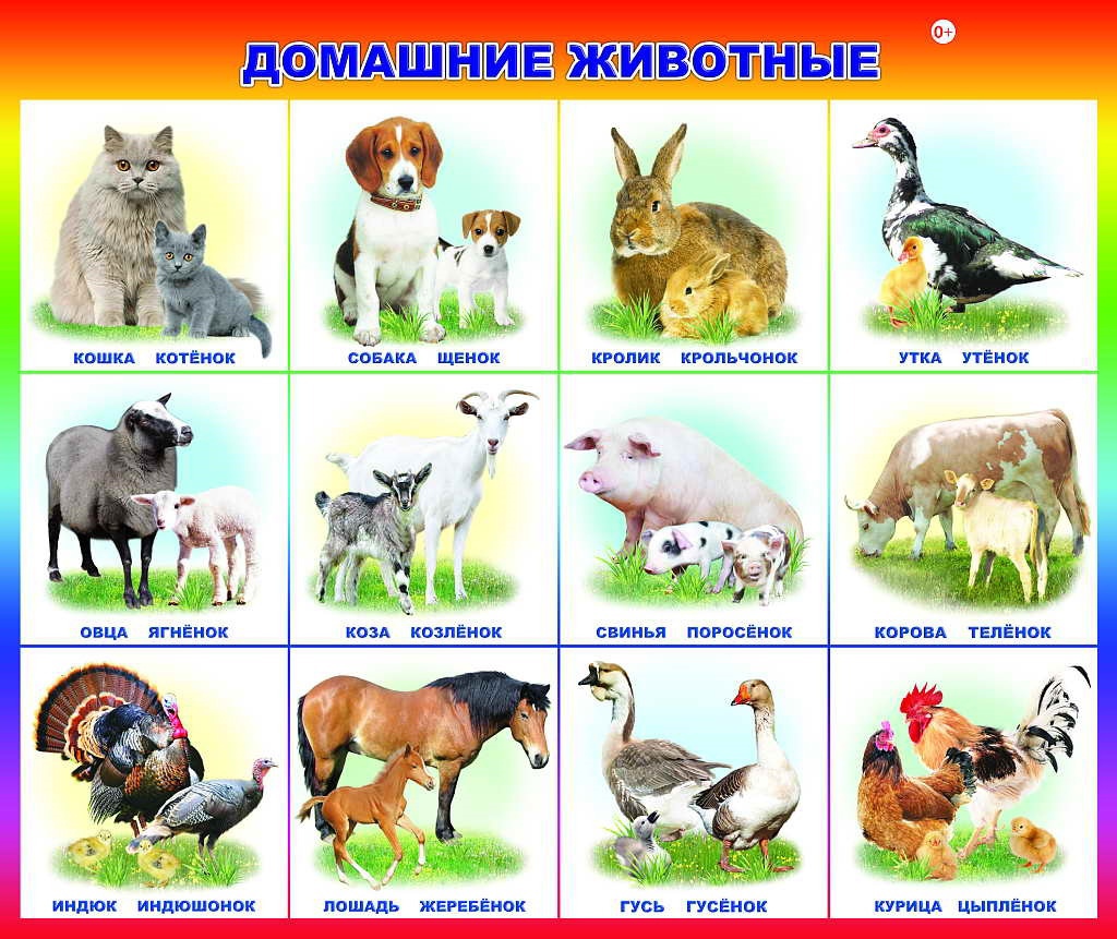 Карточки с изображением домашних животных