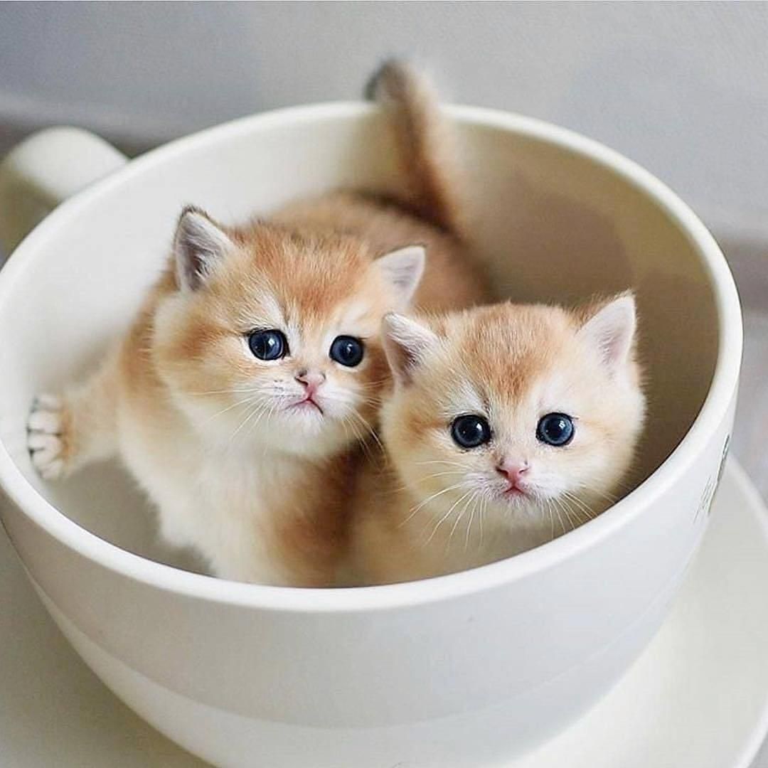 Кошки маленькие