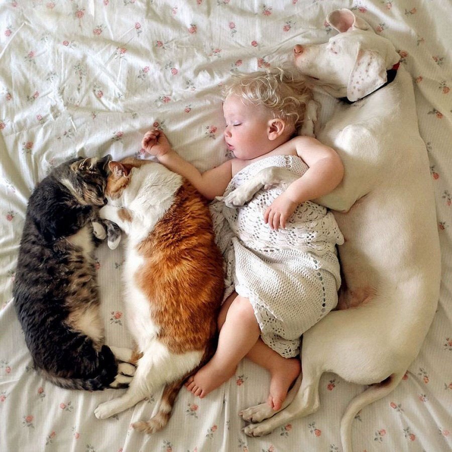 Коты и дети