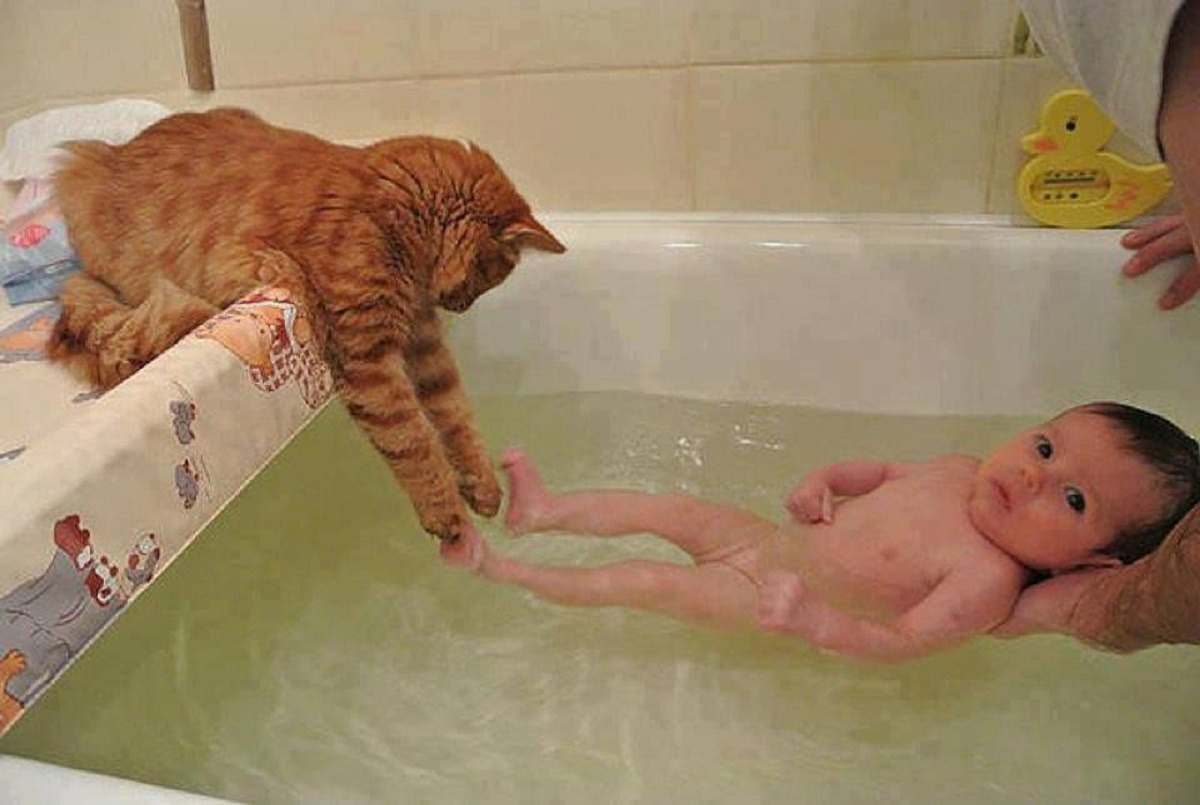 Кот и человек в ванне