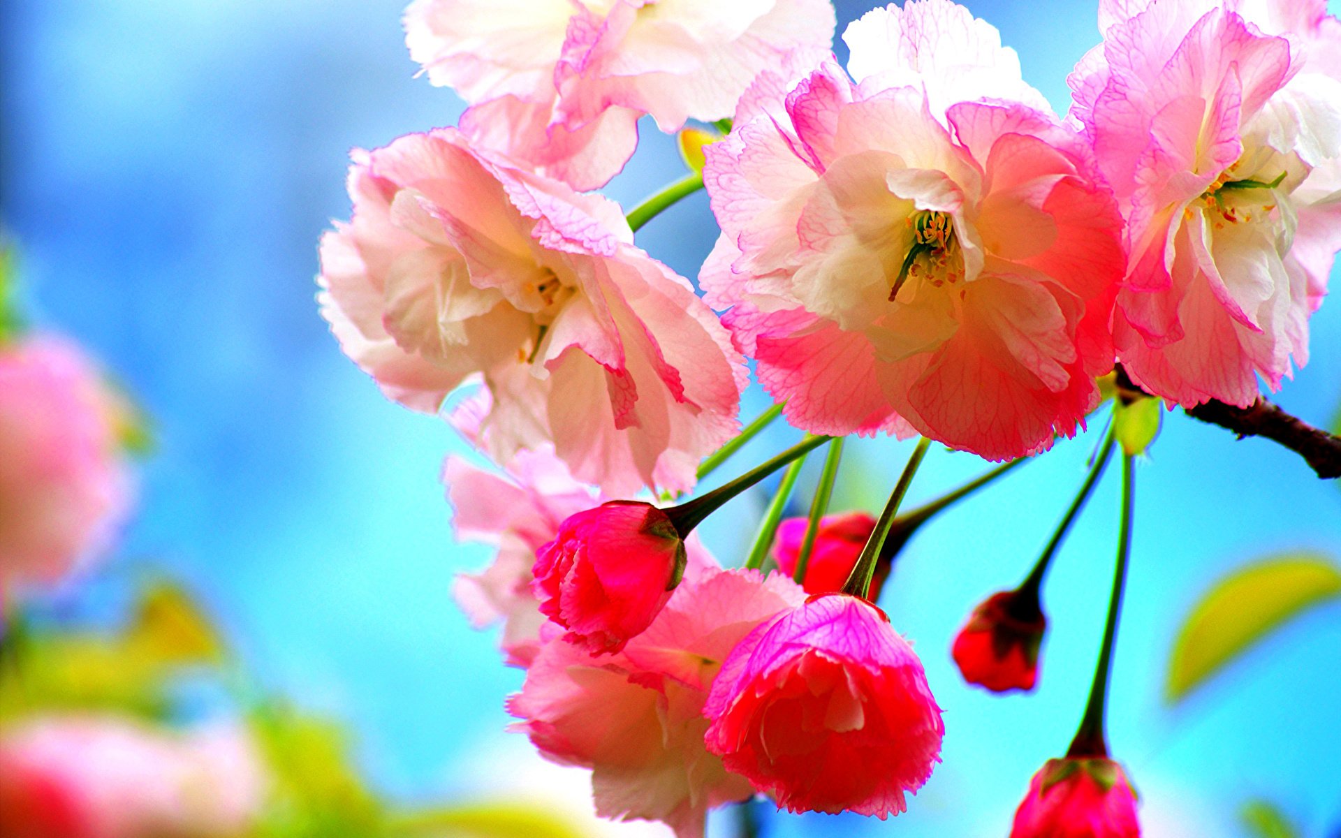 Розовые цветы