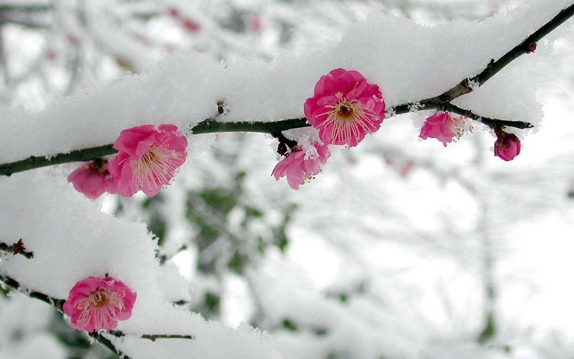 Ветка Сакуры в снегу