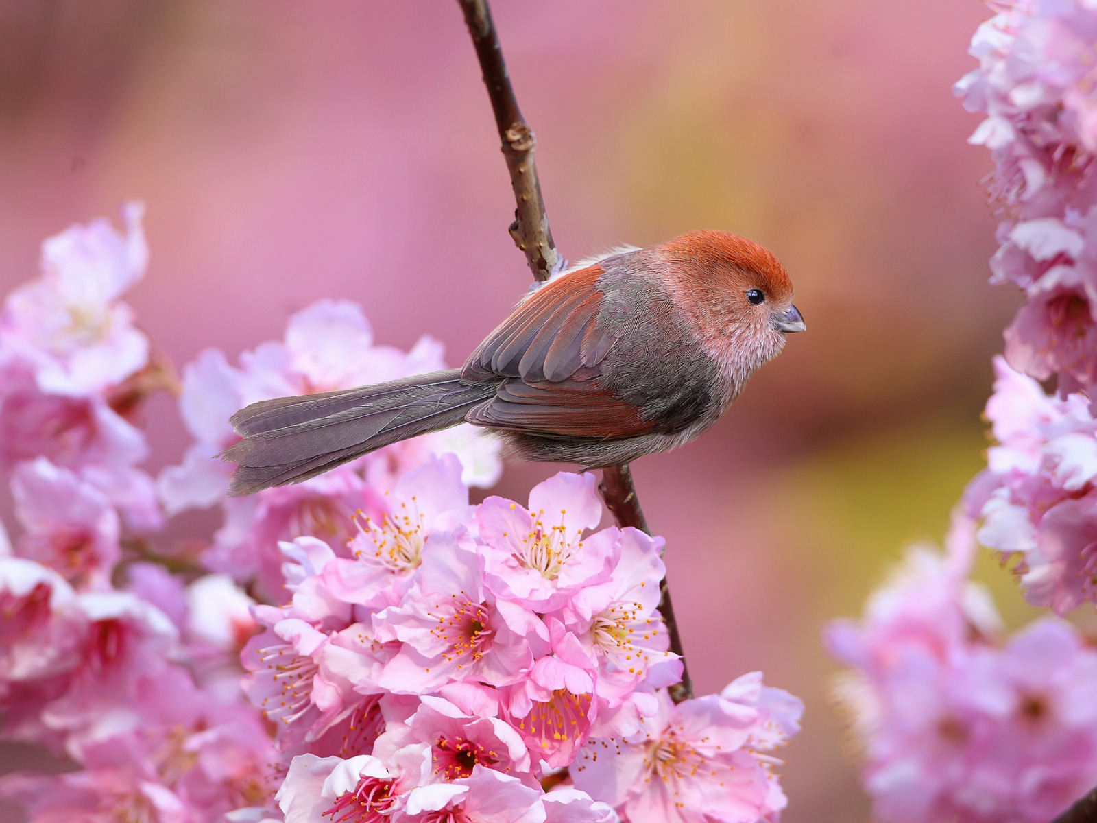 Красивые птички весной