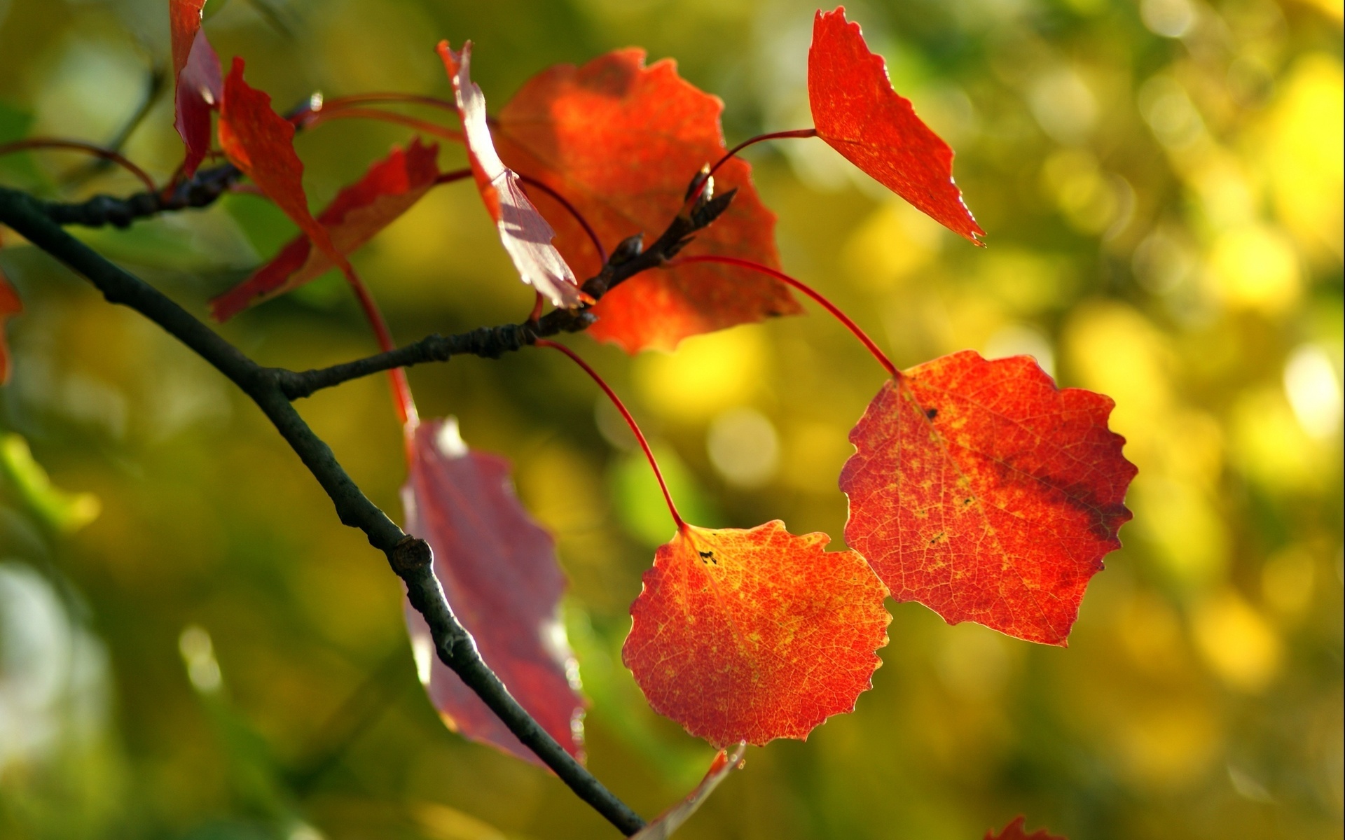 Осенняя листва обои