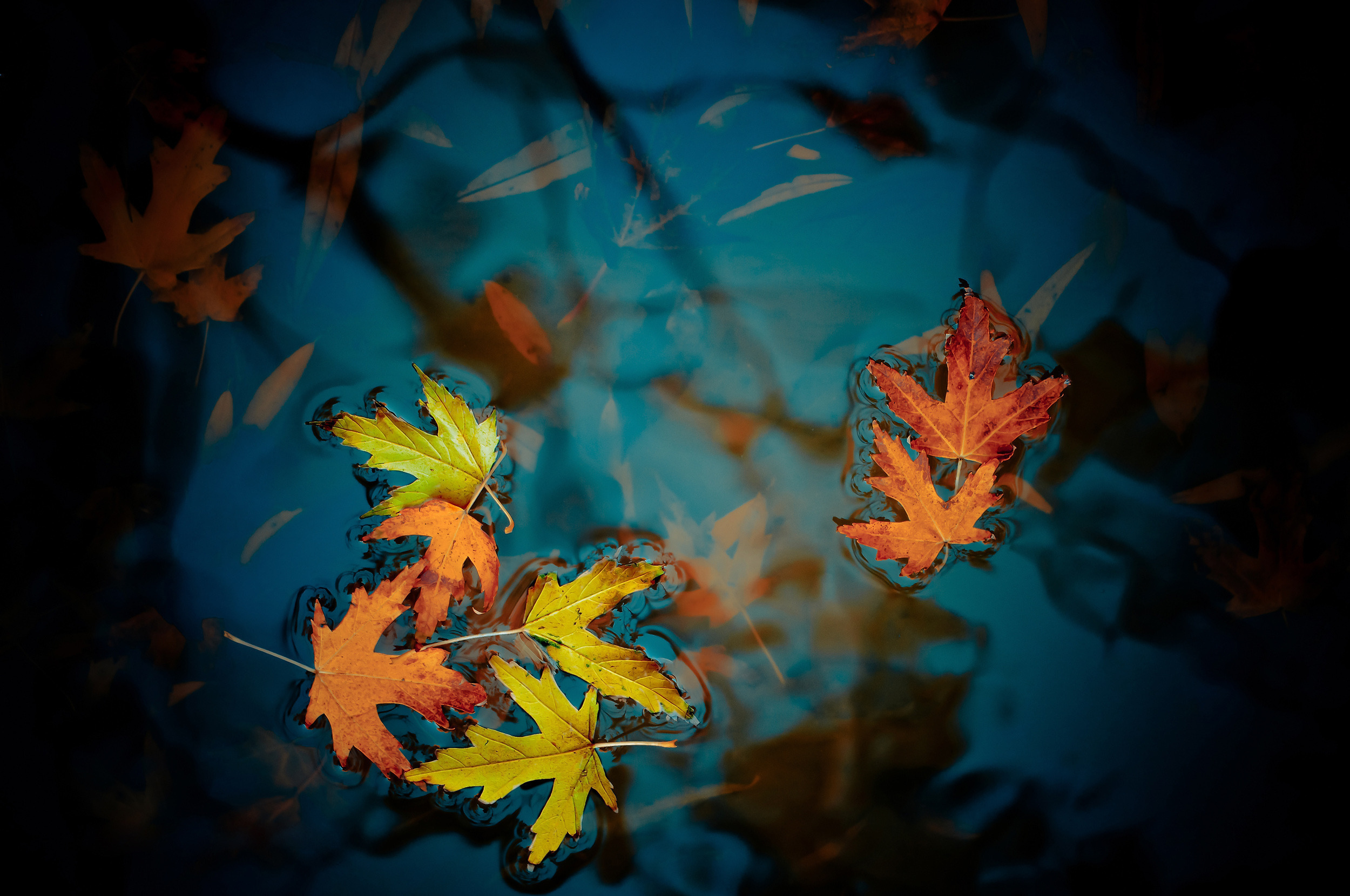 Осенний листопад на воде