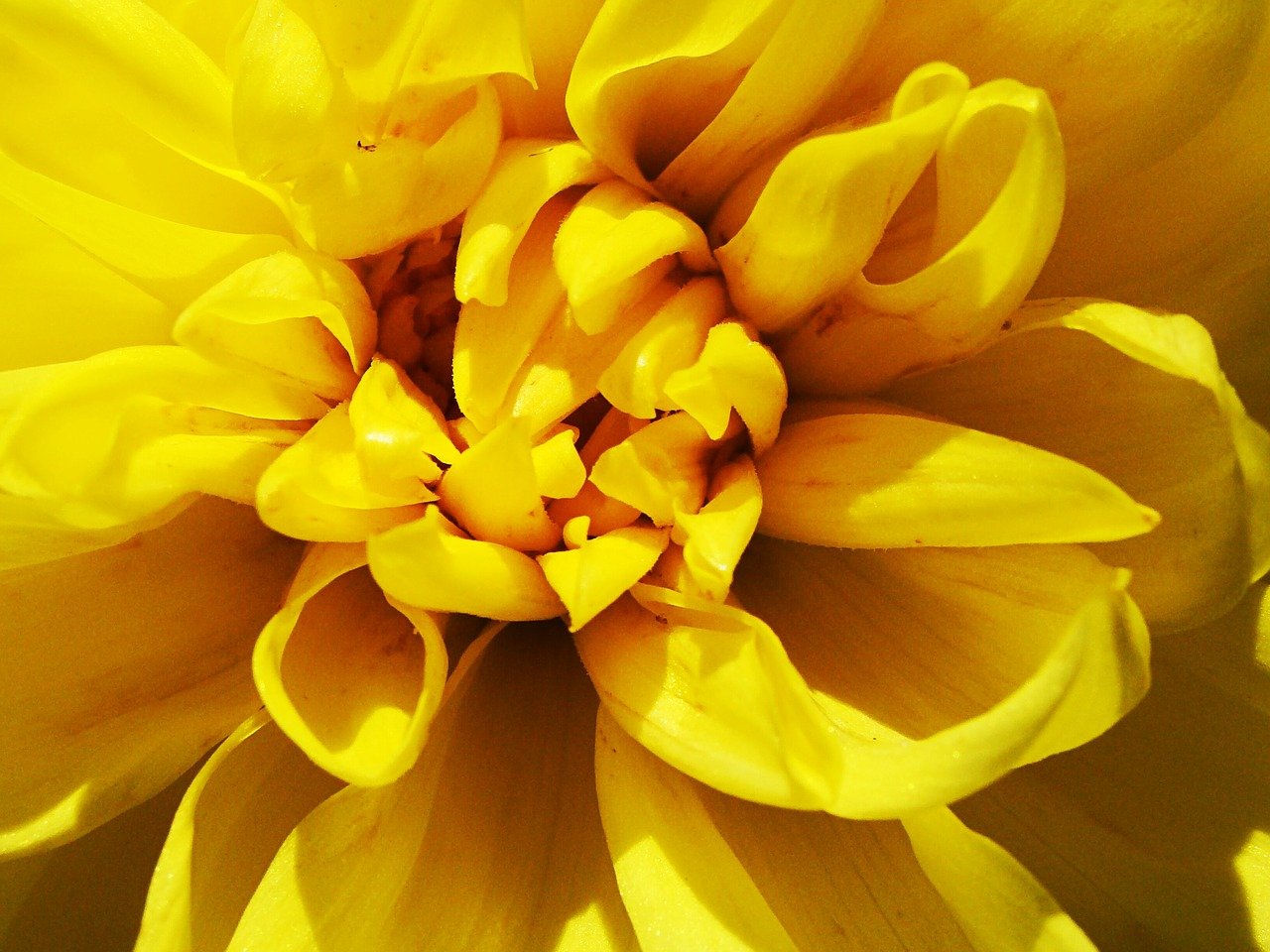 Ранний цветок желтого цвета