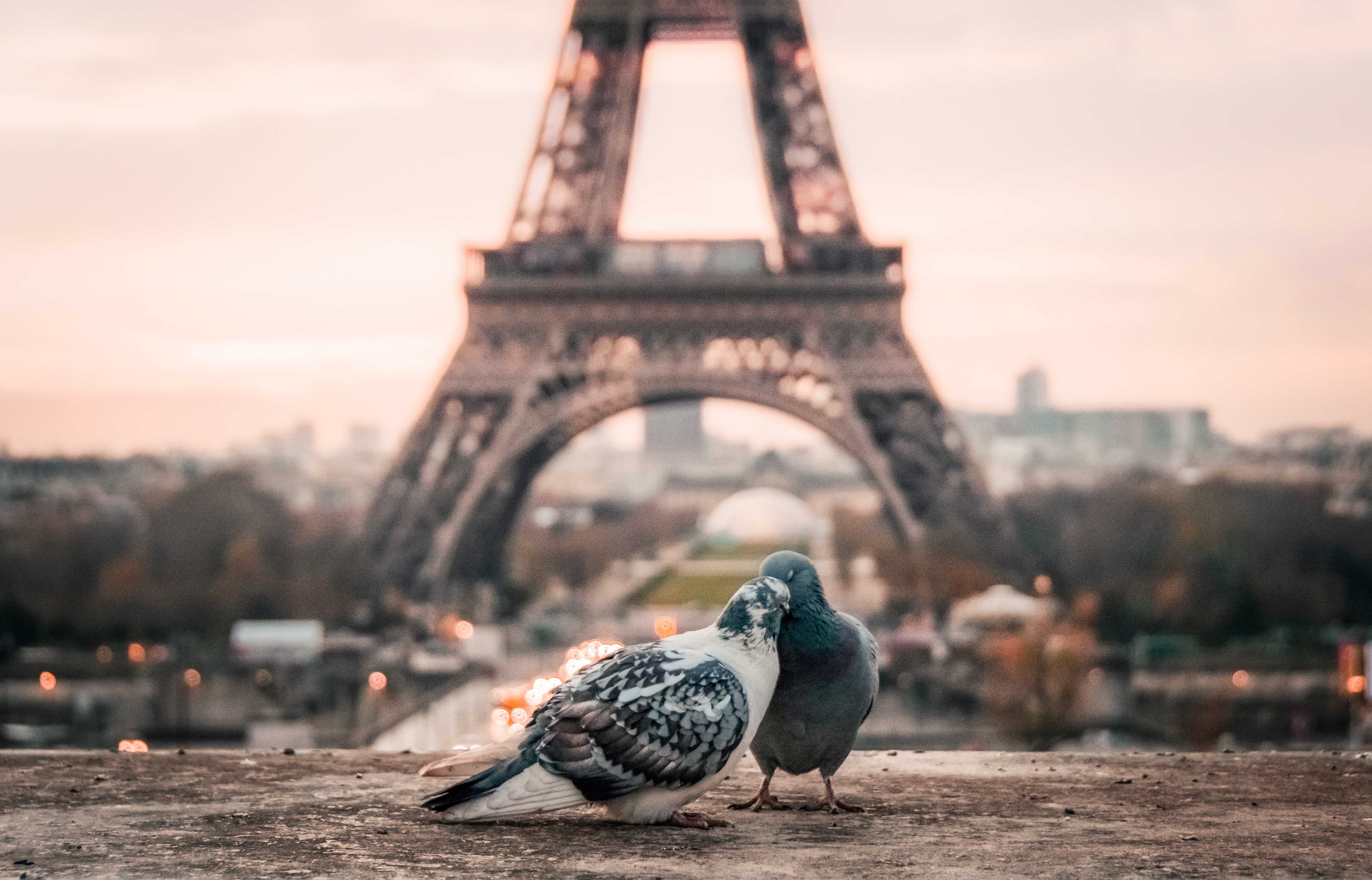 Птицы в Париже