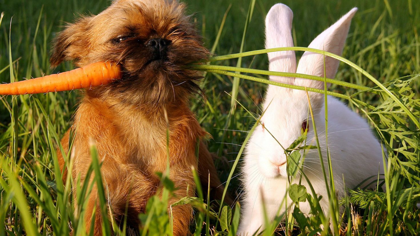 Кролик и собака