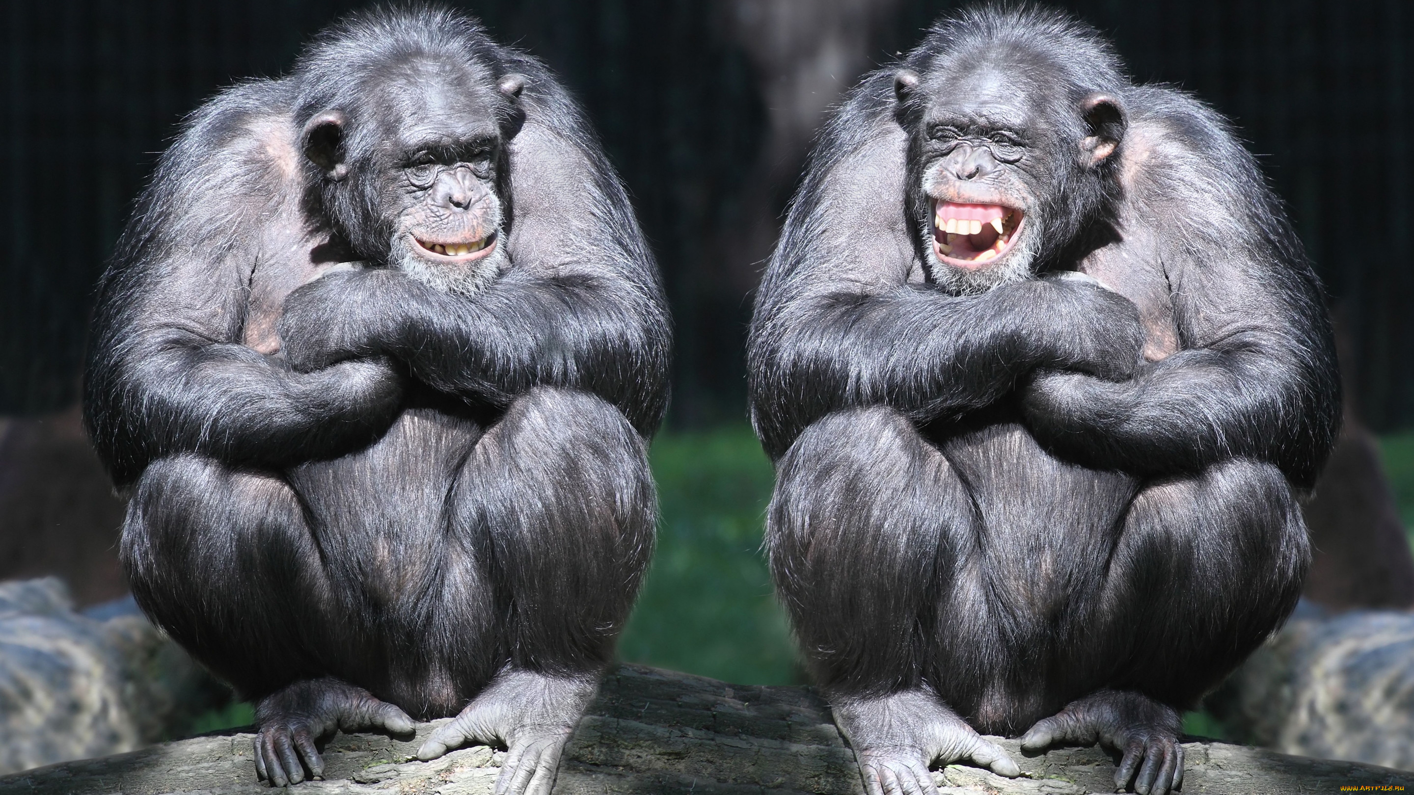 Две смешные обезьянки