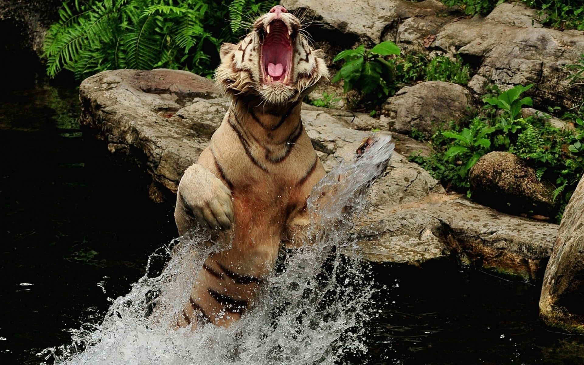 Тигр выпрыгивает из воды