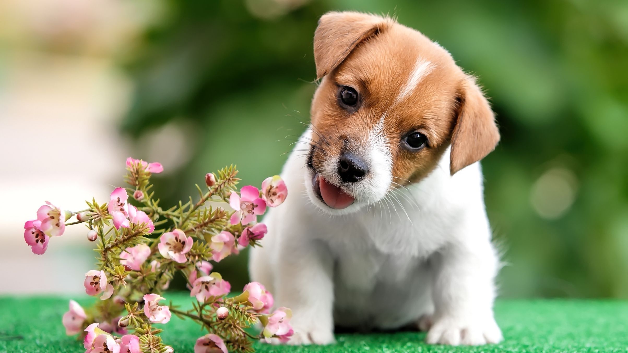Джек-Рассел-терьер щенок с цветами