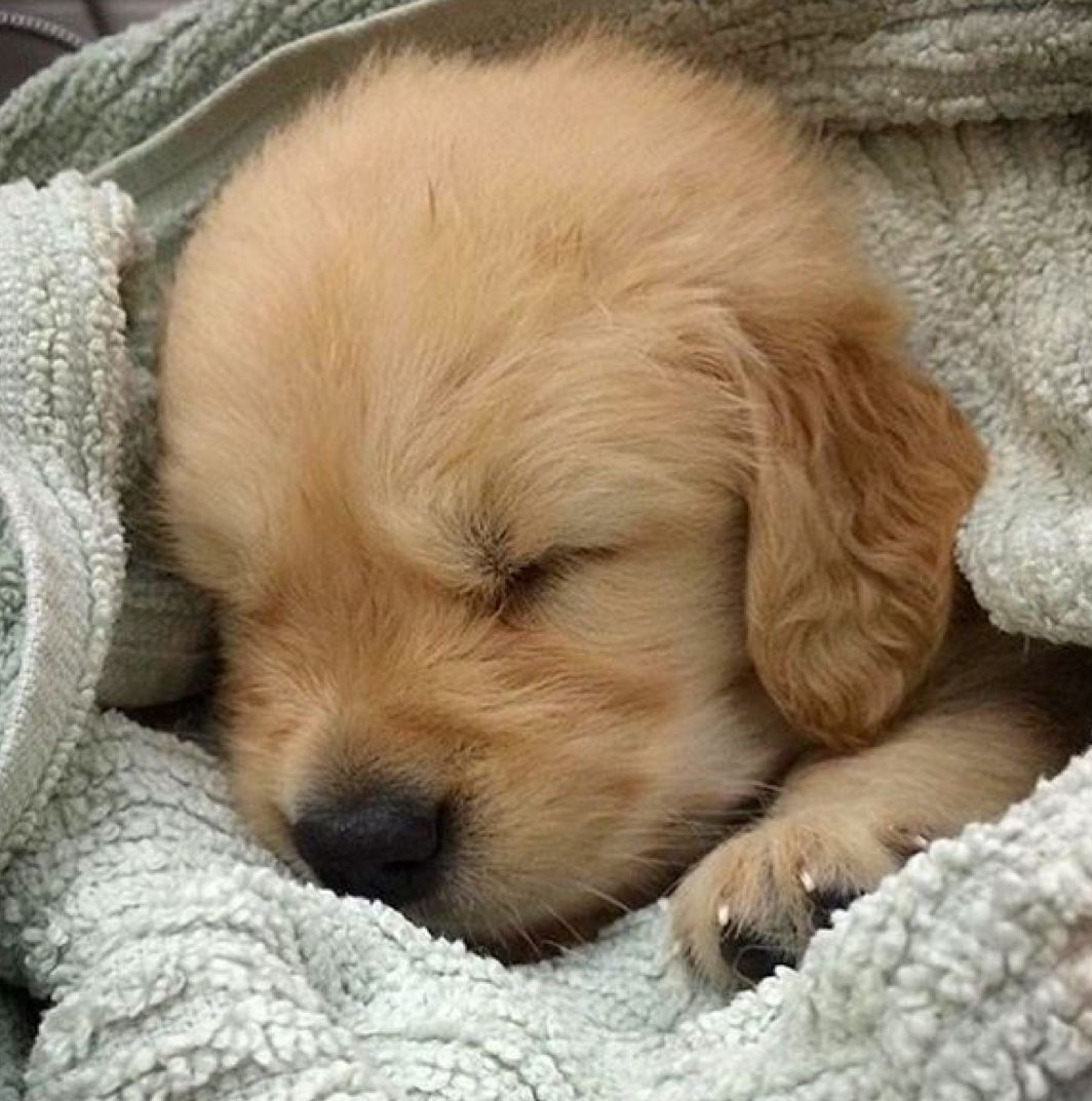 Спящий щенок