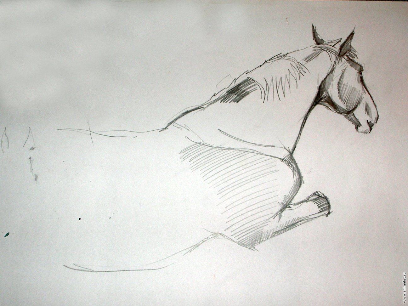 Зарисовки лошадей карандашом