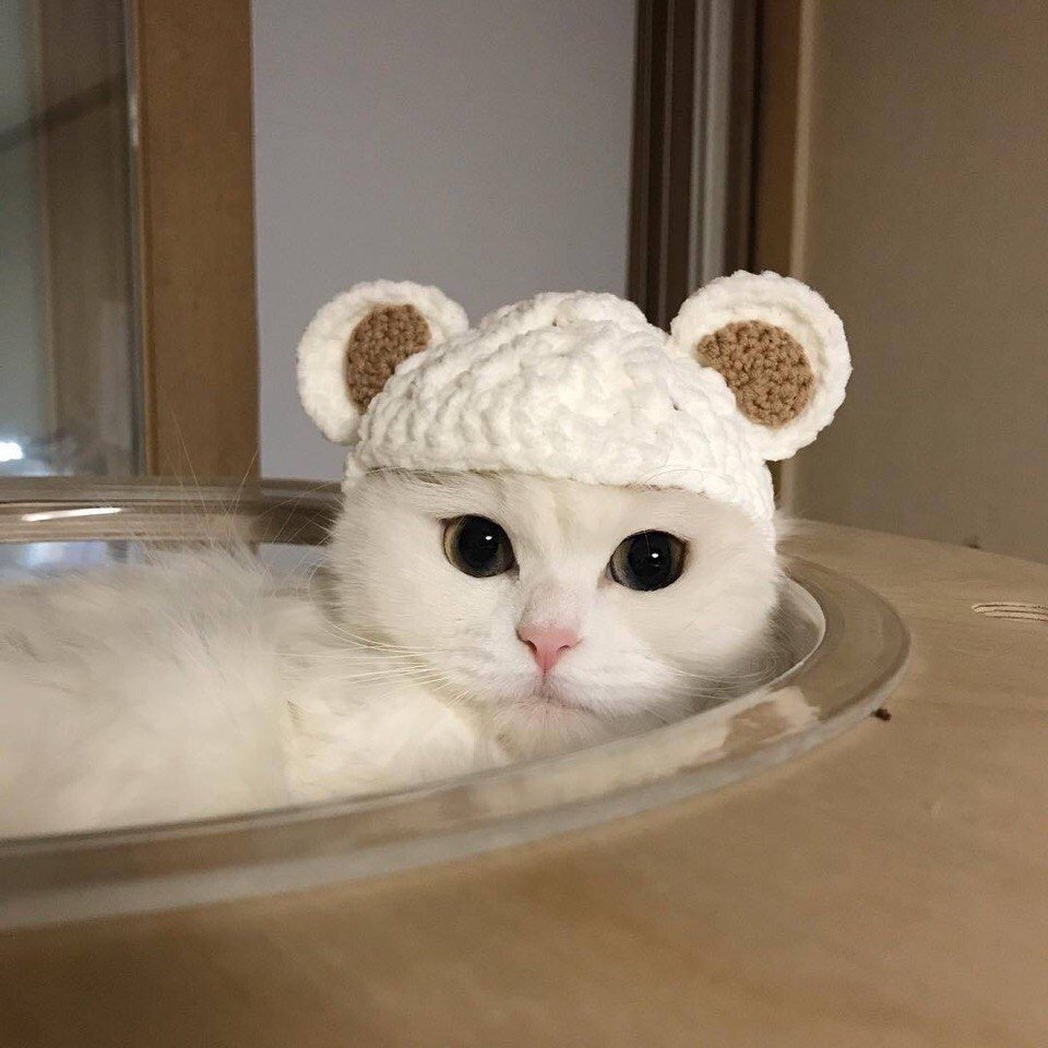 Белый котик в шапочке