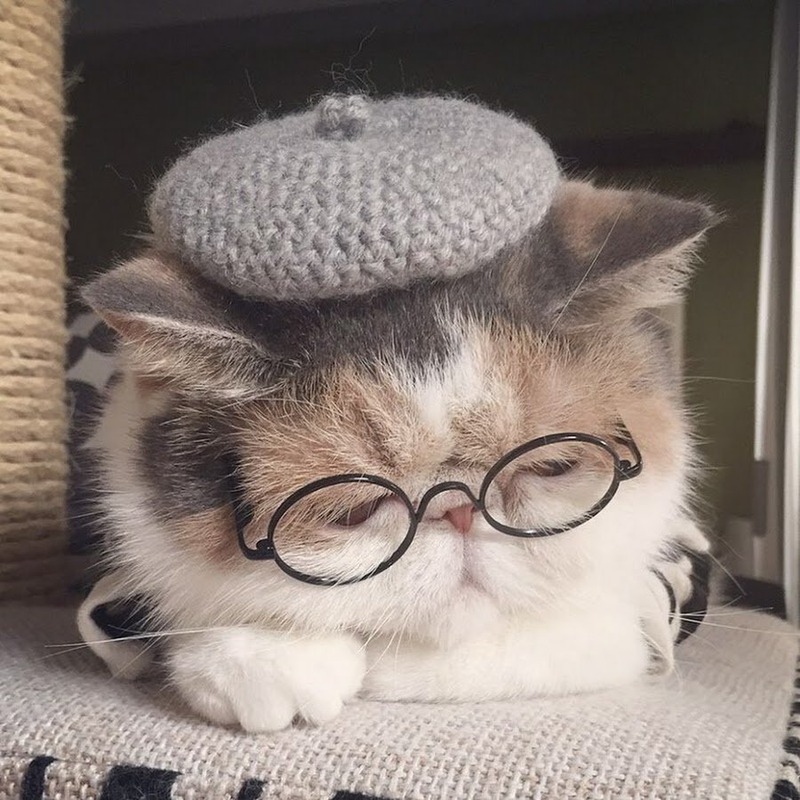 Милые котики с очками