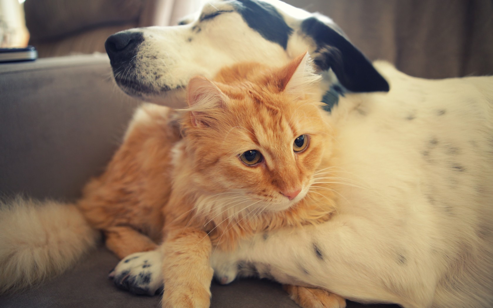 Фото кошек и собак