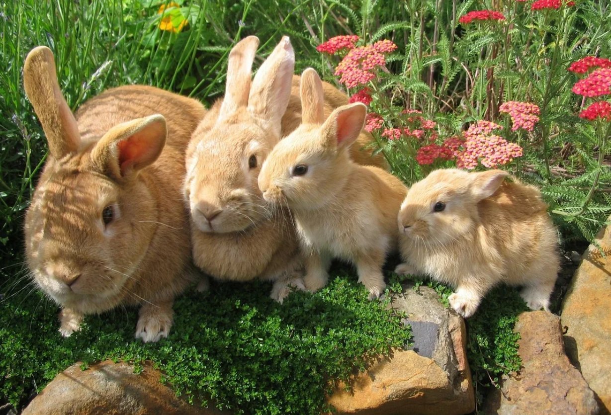 Семья кроликов
