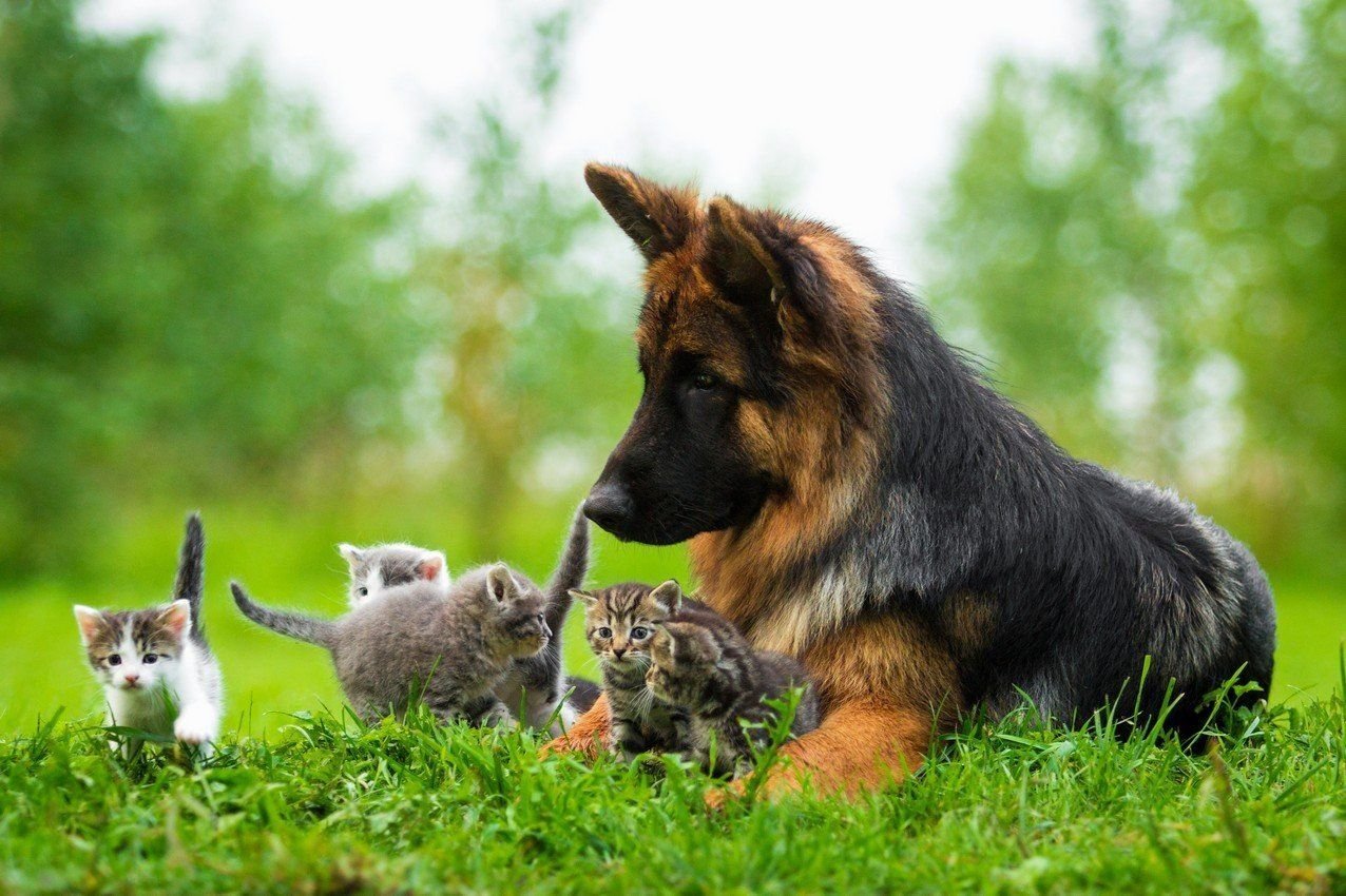 Кошка и собака на природе