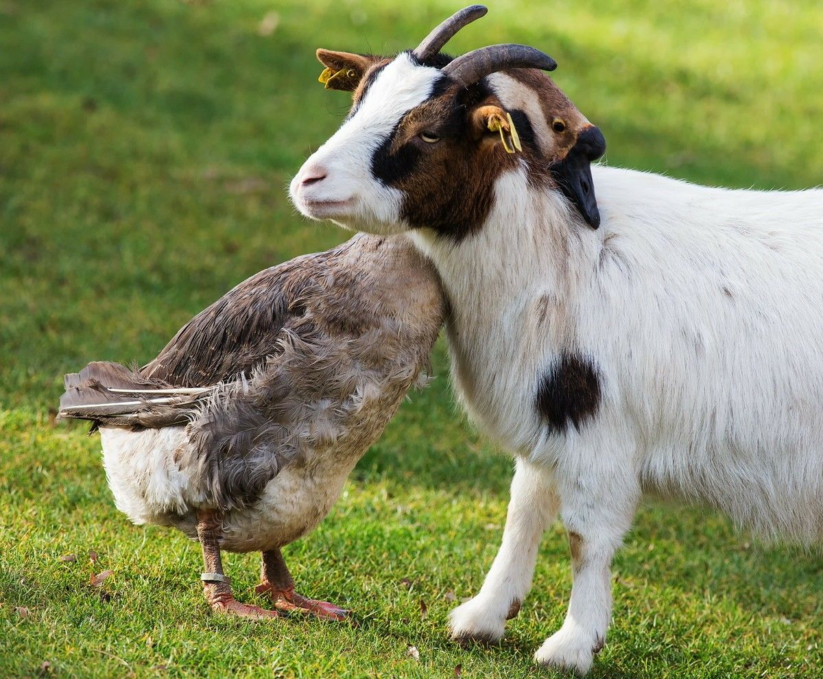 Овечка и курица