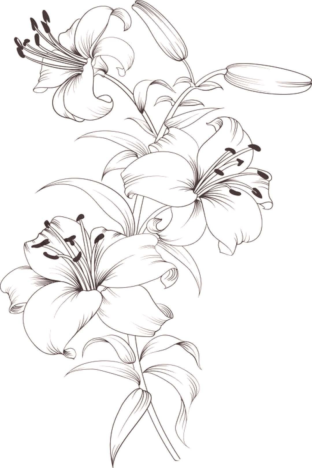 Рисунки для срисовки цветы