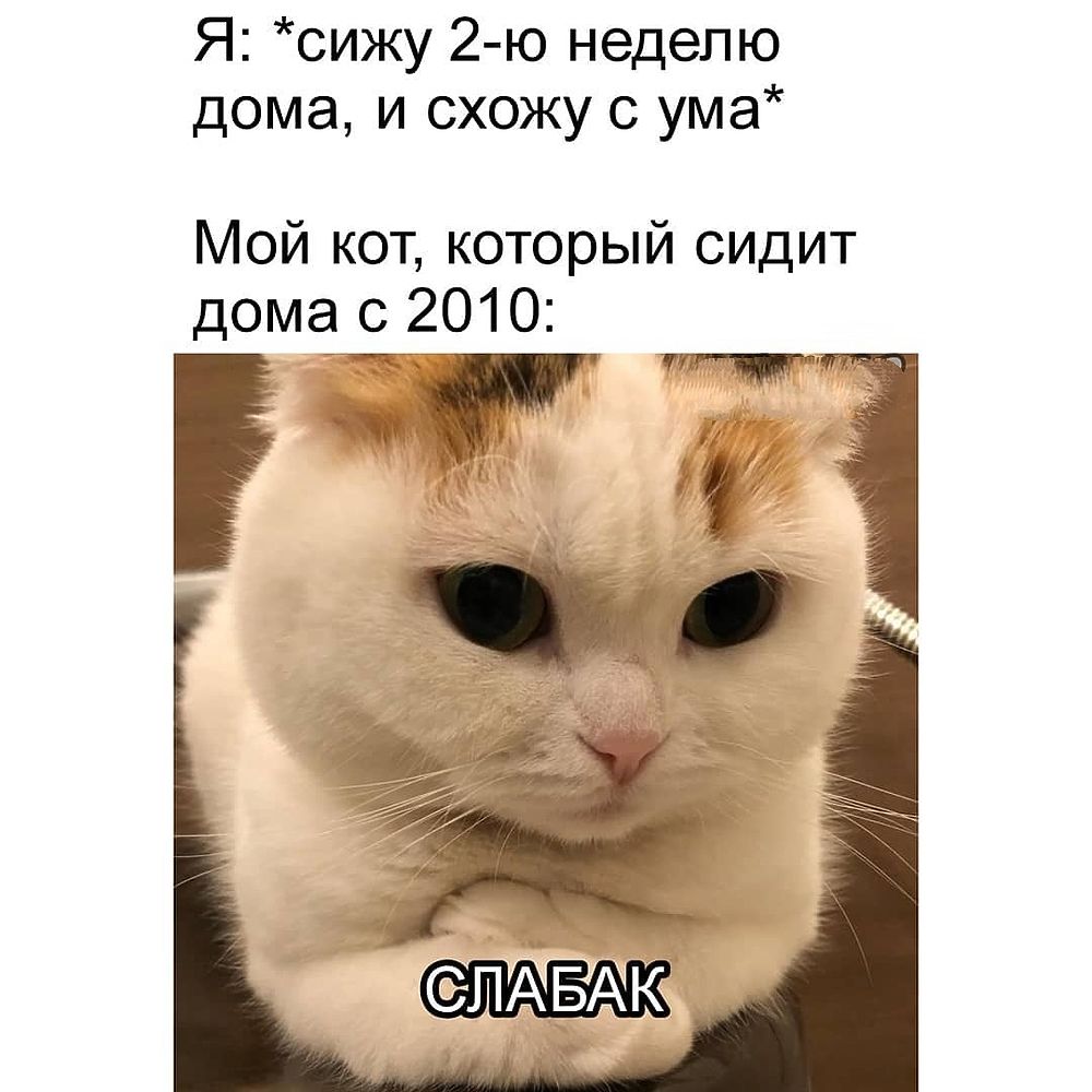 Мемы про котов с надписями