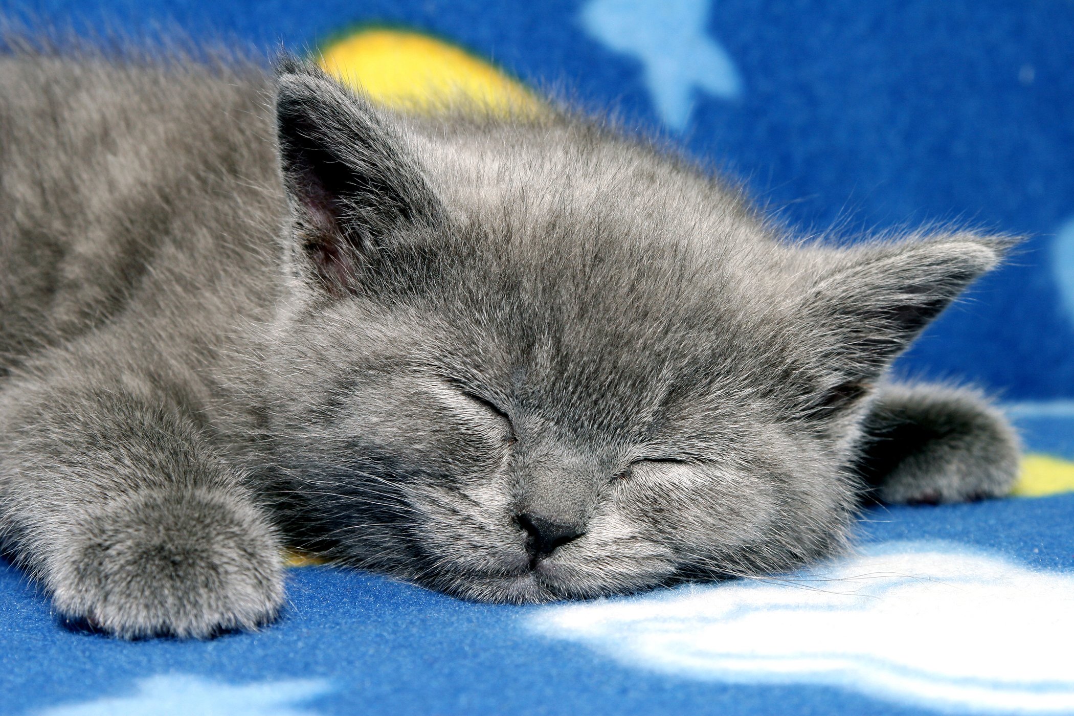 Сладких снов кот