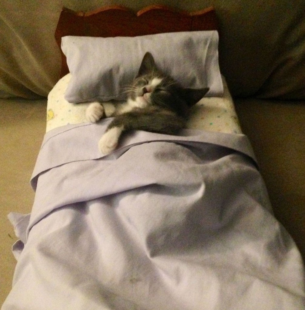 Котенок спит под одеялом