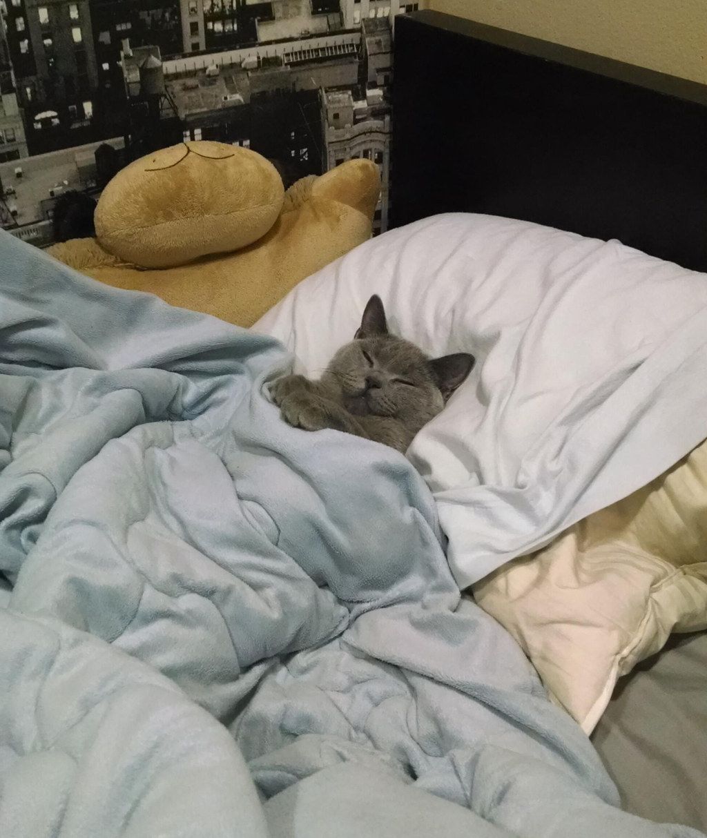 Спящие котики в кровати