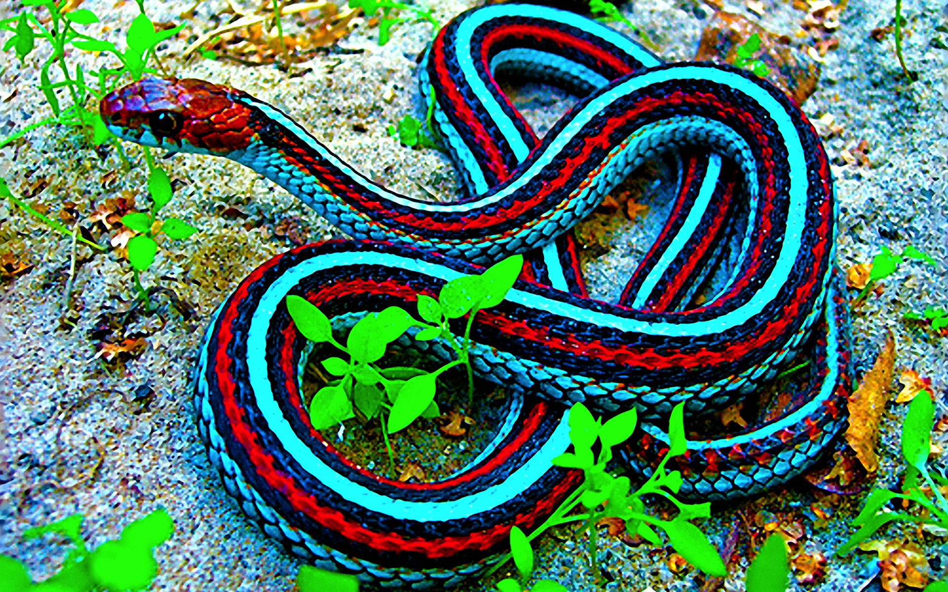Краснобокая подвязочная змея