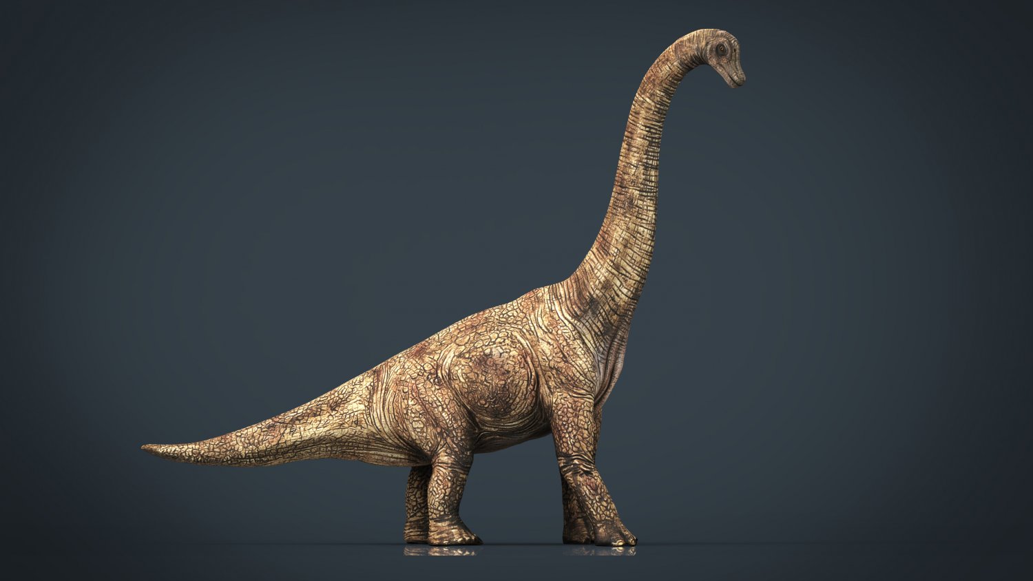 Брахиозавр сбоку