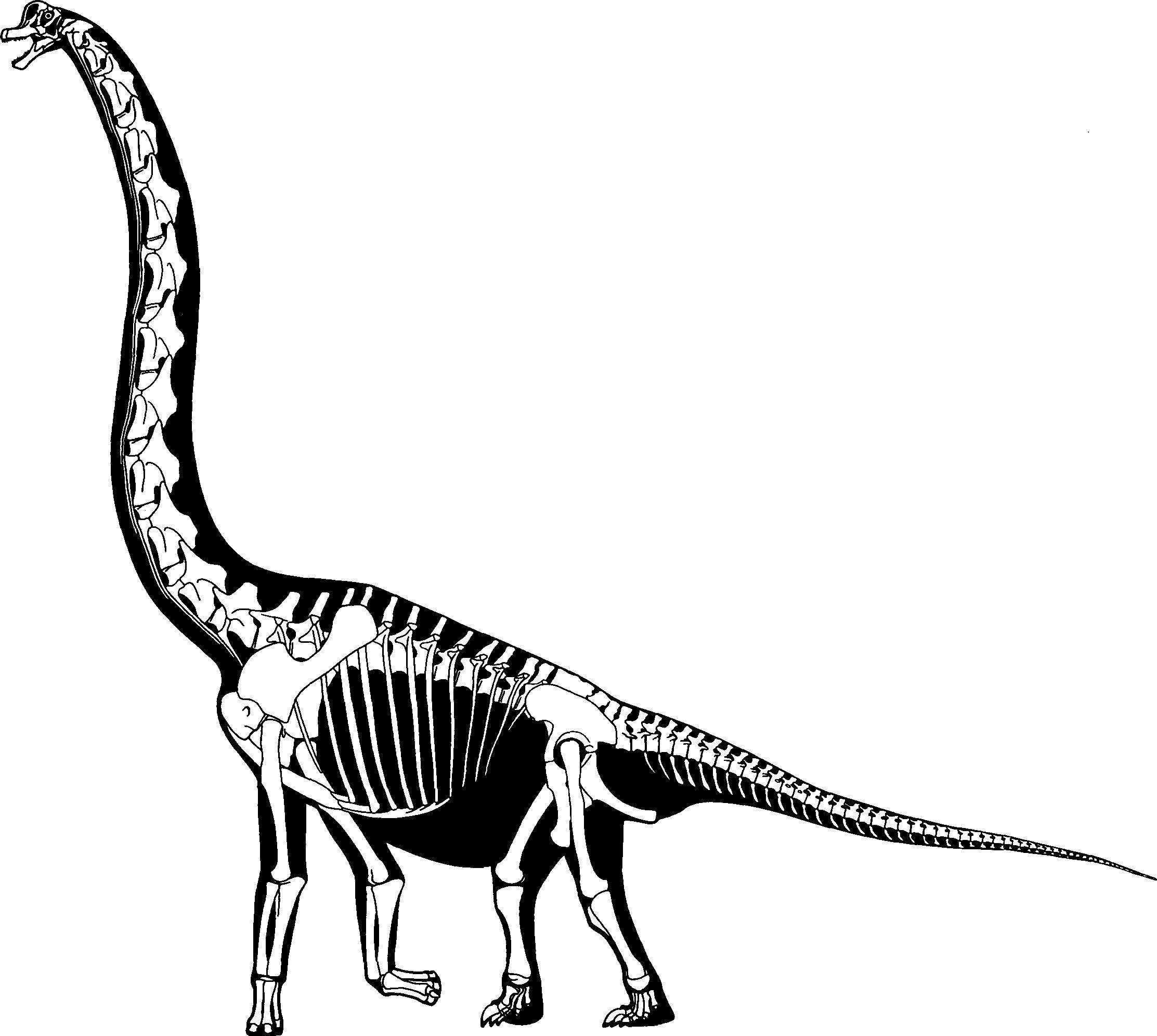Базилозавр скелет