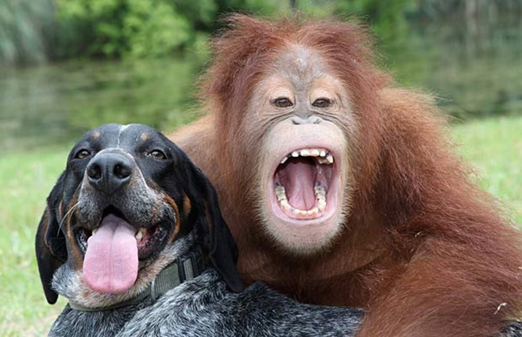 Орангутанг и собака