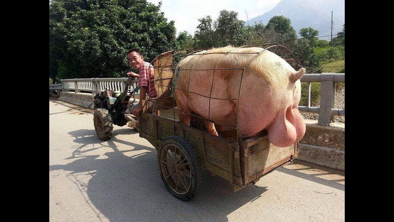 Огромная свинья